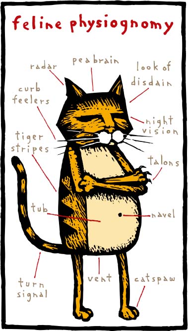 La anatomía del gato